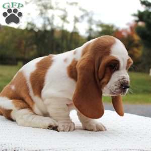 Brinley, Basset Hound Puppy